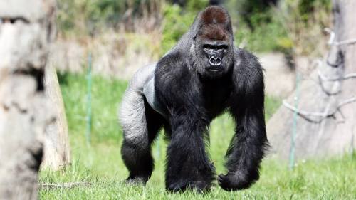 kumbuka-gorilla-london-zoo-8238252f-05fb-43f2-ac6f-d6d159dcdbf3.jpg